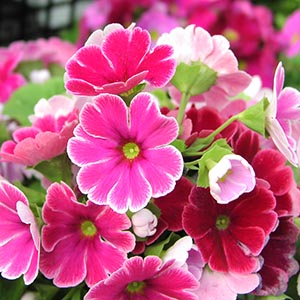 タグ付 TOCCA 洗える PRIMULA プリムラ ドレス フラワー刺繍 トッカ