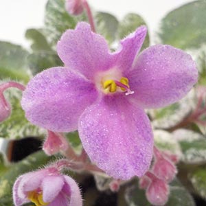 セントポーリア「プレシャスピンク」 | オザキフラワーパーク | オザキ