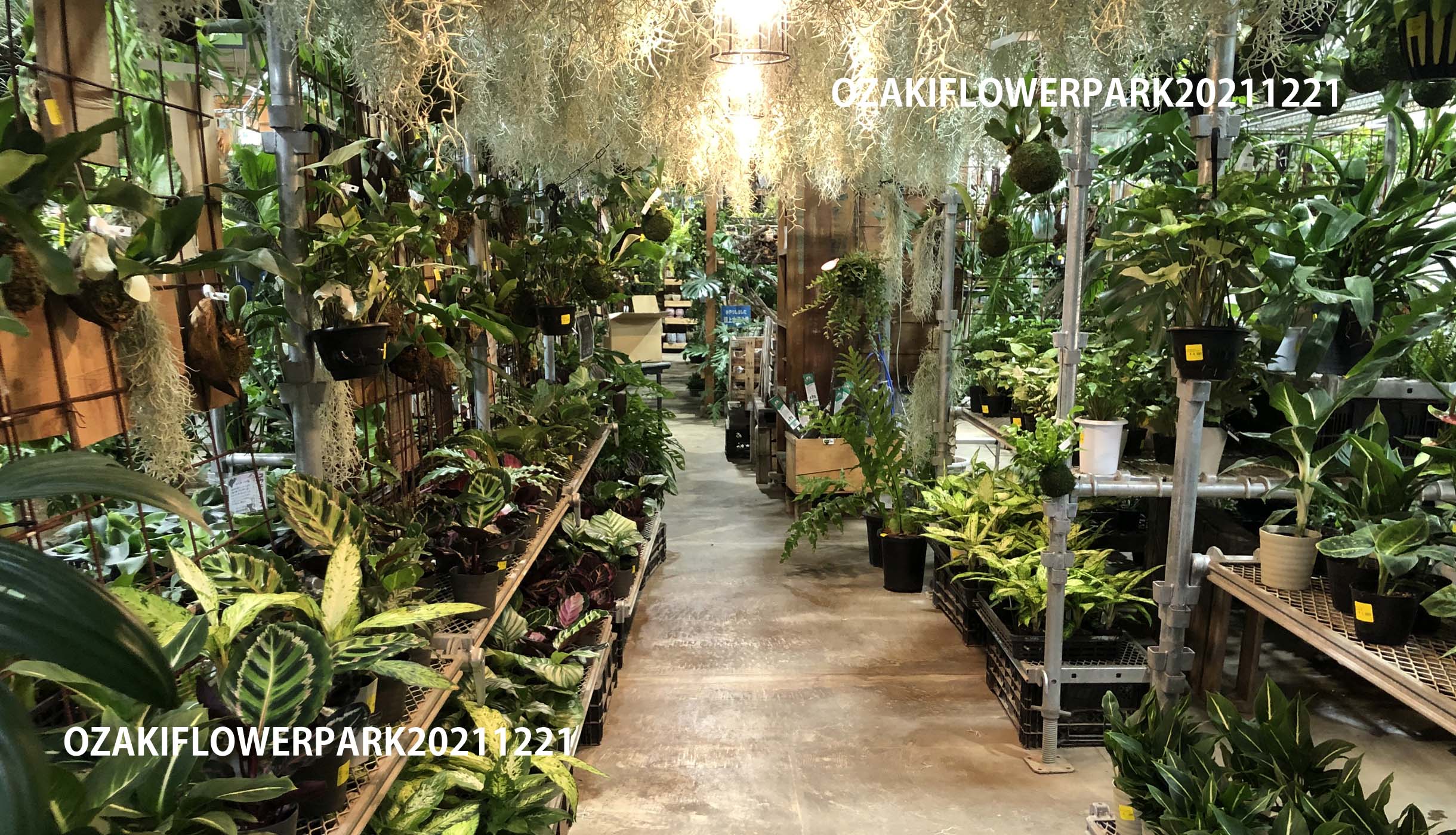 2F|売場ご紹介 | オザキフラワーパーク