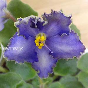 セントポーリア「Kara'sバースディサプライズ（カーラーズバースディ