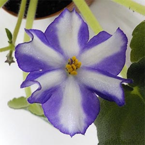 セントポーリア「シマーフロスト」 | オザキフラワーパーク | オザキ