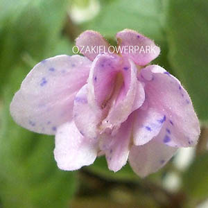 セントポーリア「スキューバダイバー（スキューバダイバーTR