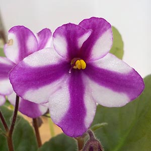 セントポーリア パリジェンヌ 初開花株B. 希少品種 （パフィオ