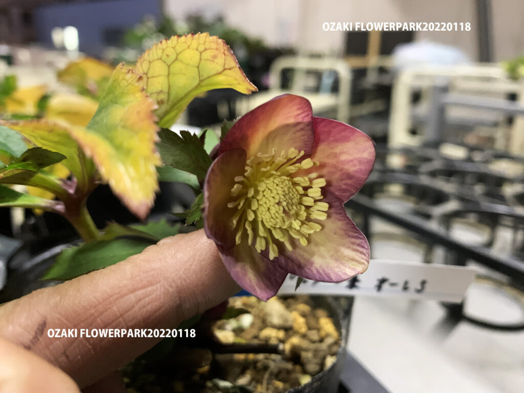 1F|クリスマスローズ入荷情報 | オザキフラワーパーク