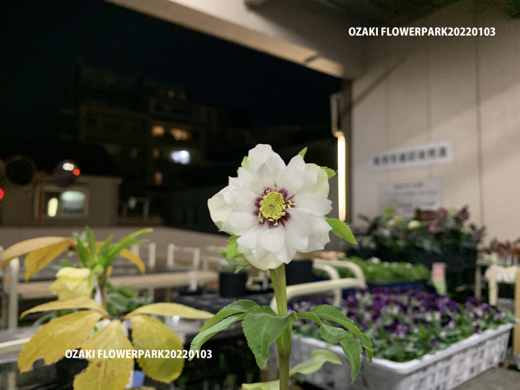 1F|クリスマスローズ開花株追加と売り場を少し | オザキフラワーパーク