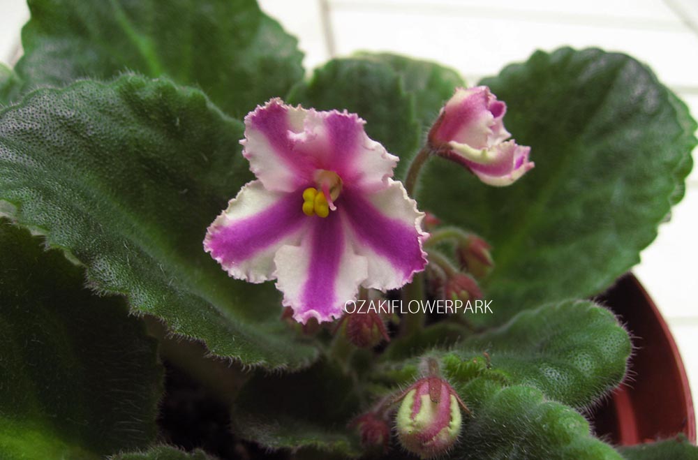 セントポーリア カザグルマ 風ぐるま オザキフラワーパーク