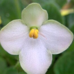 セントポーリア | オザキフラワーパーク | オザキフラワーパーク