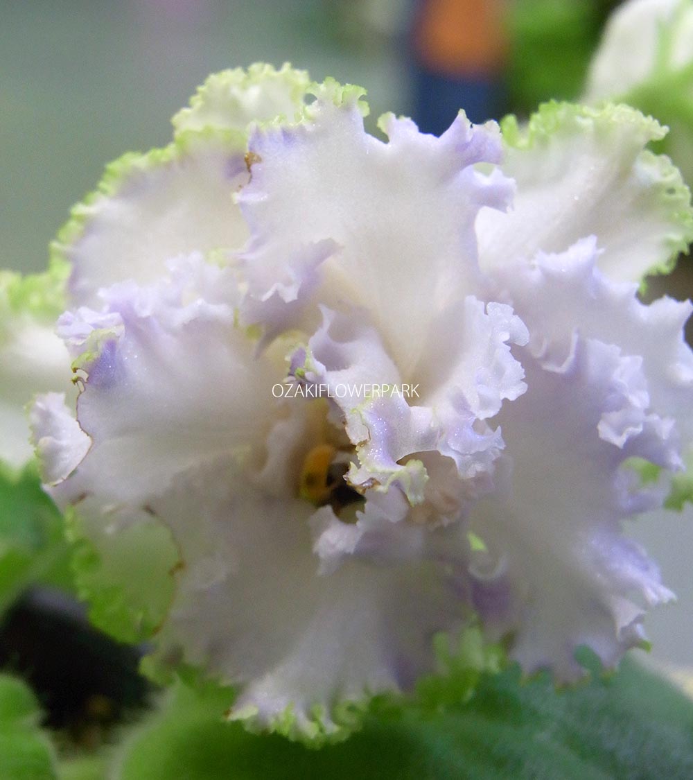 セントポーリア Zaca's ette 開花株 縞花 希少品種 セントポーリア