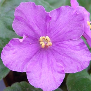 金木工房 パープルハート カメレオン 金木工房 パープルハート カメレオン