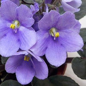 セントポーリア セントポーリア「ヒロシゲ」 | オザキフラワーパーク