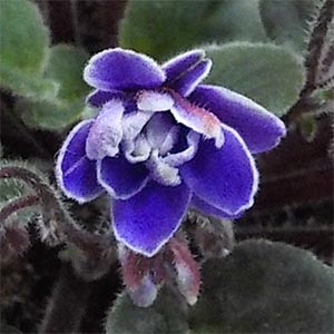 セントポーリア「リトルアズライトパープル」 | オザキフラワーパーク