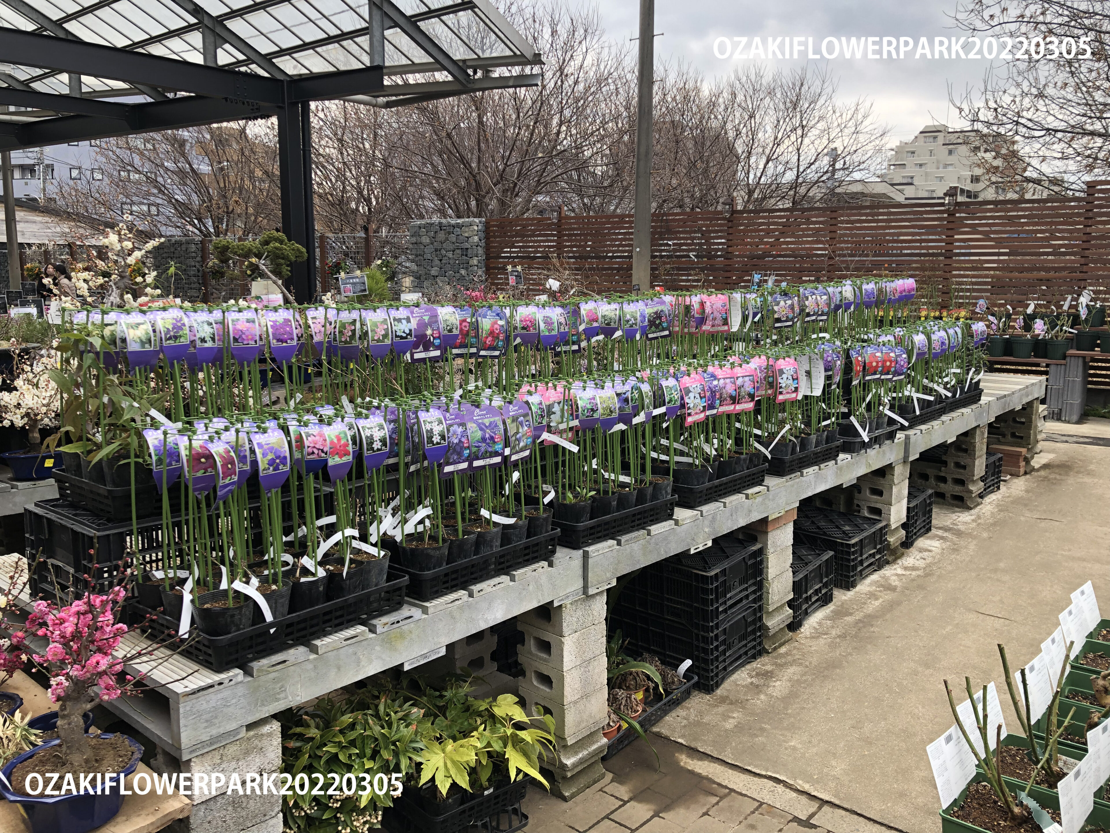 1f クレマチス入荷 原種シクラメン入荷情報 オザキフラワーパーク