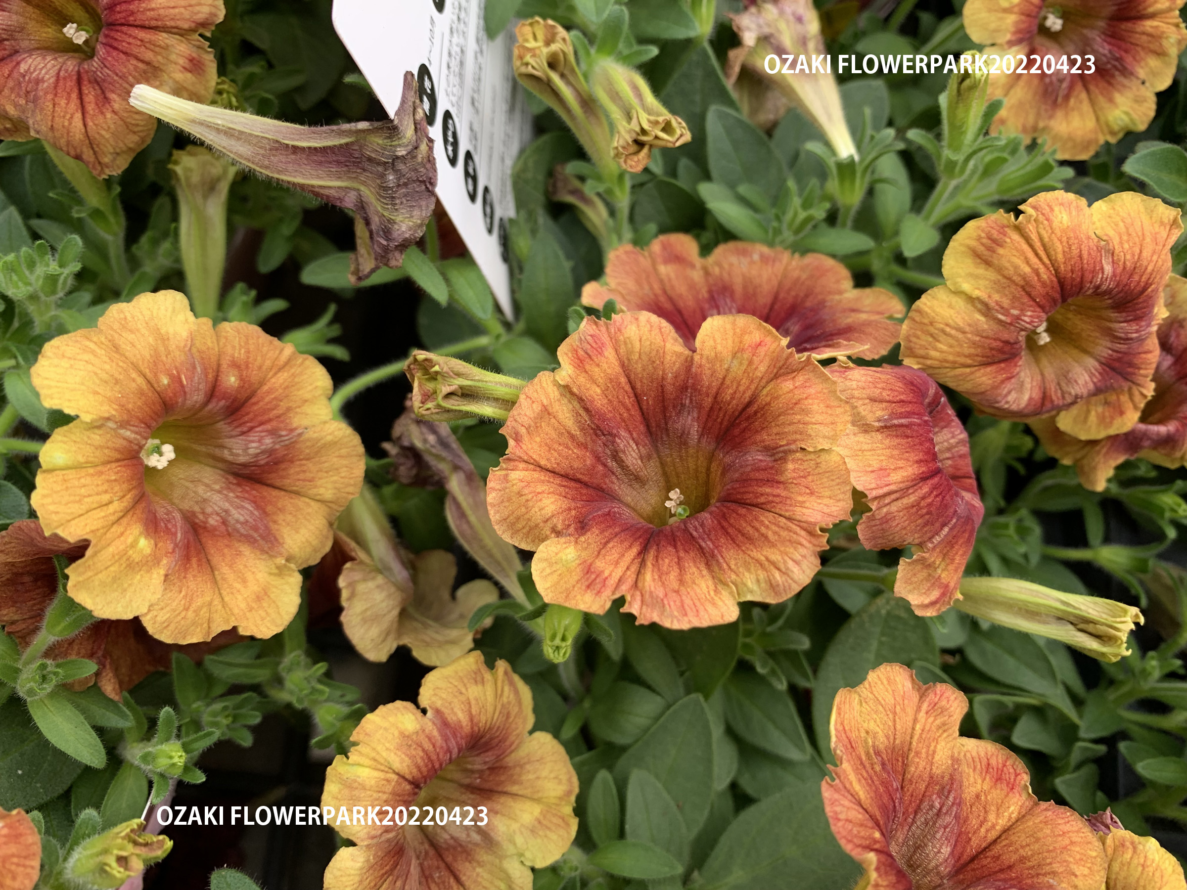 1f 入荷商品ピックアップ オザキフラワーパーク