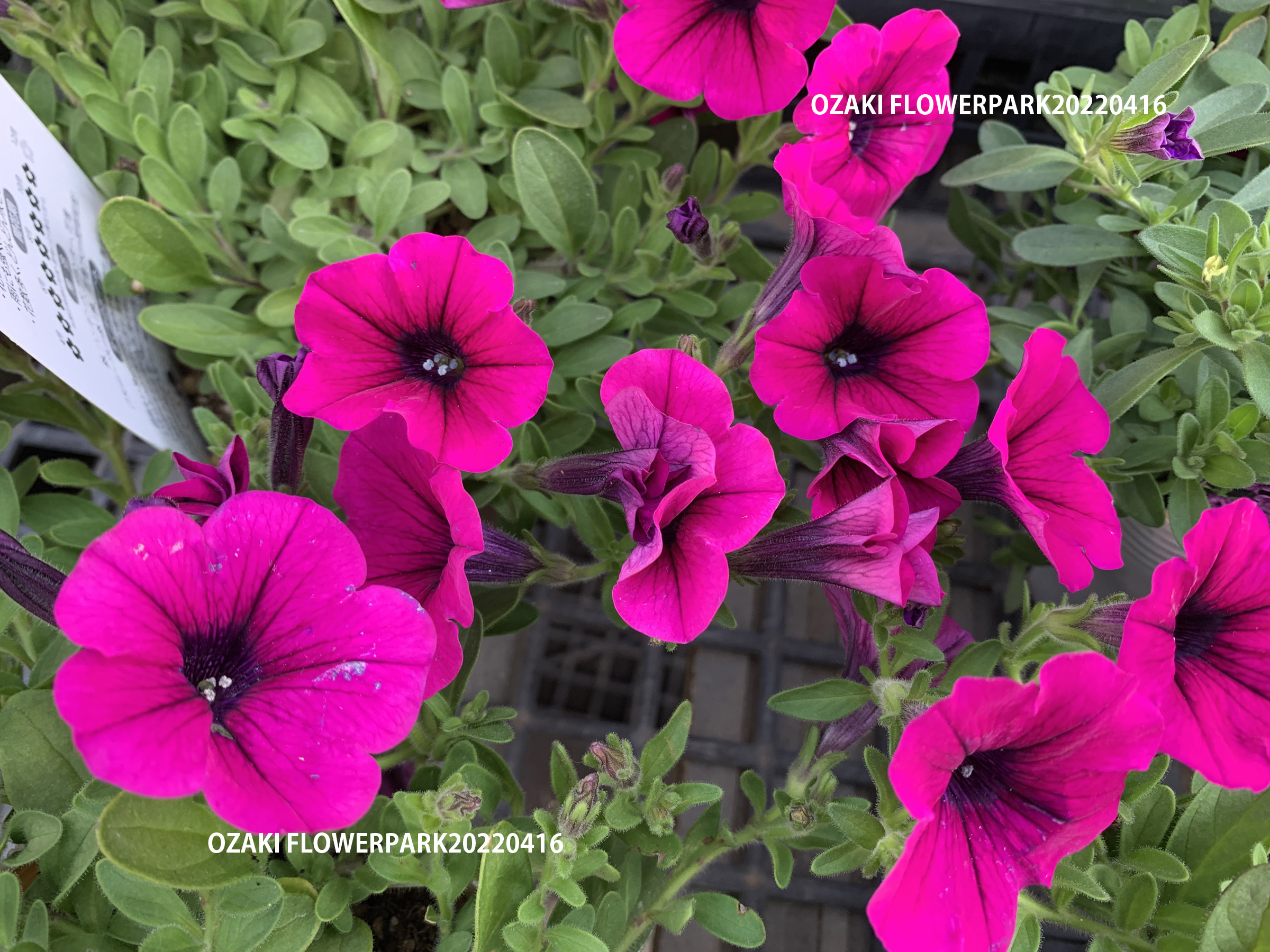 1f 入荷商品ピックアップ ペチュニアなど オザキフラワーパーク
