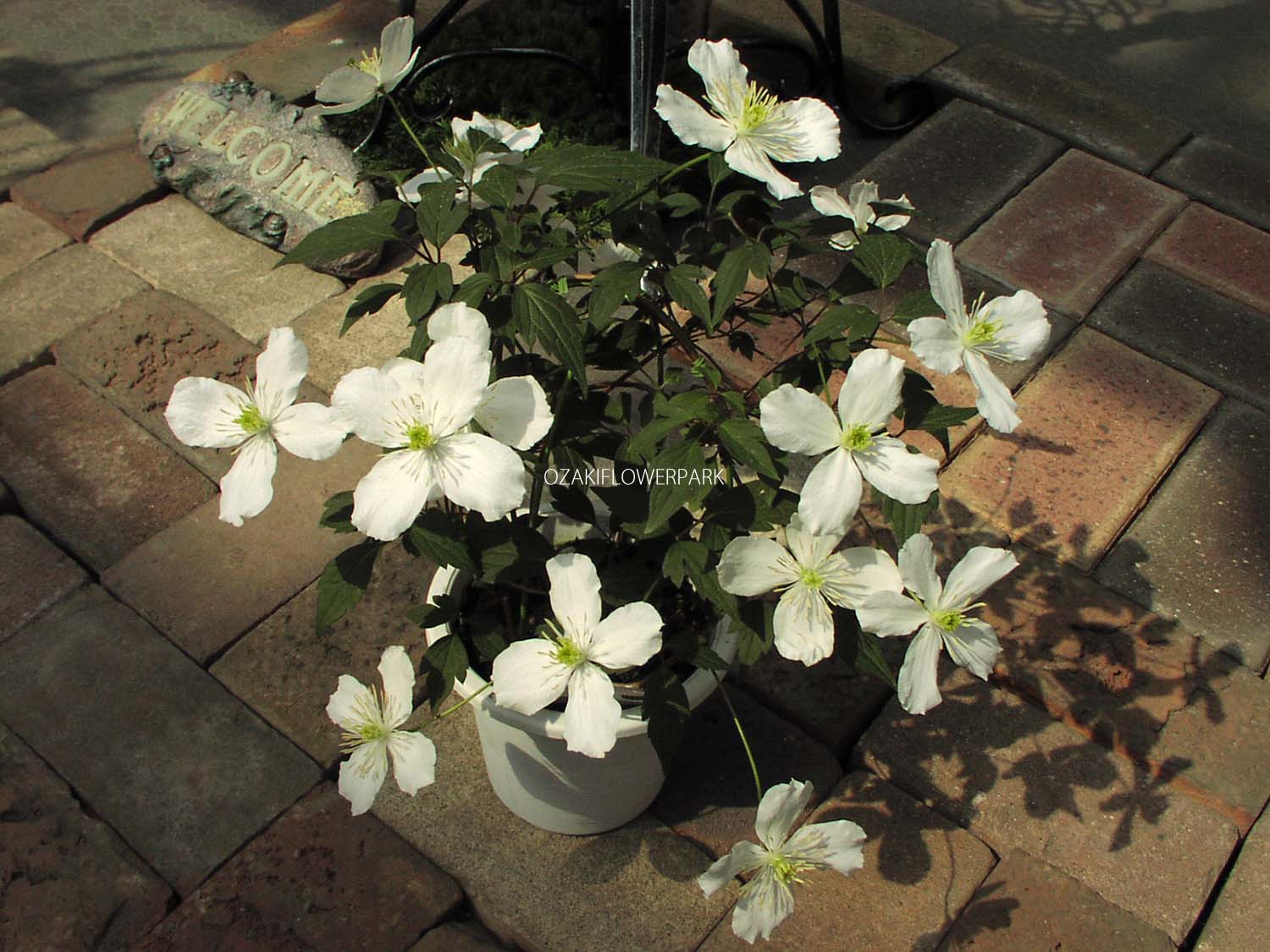 クレマチス モンタナ スノーフレーク オザキフラワーパーク
