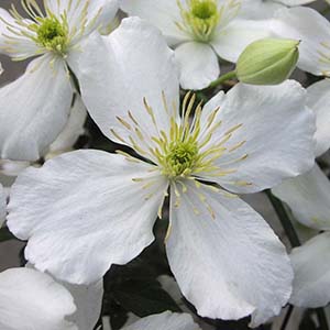 クレマチス モンタナ スノーフレーク オザキフラワーパーク