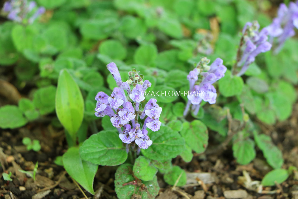 タツナミソウ 立浪草 オザキフラワーパーク