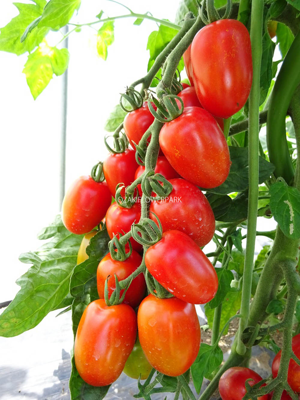 トマト オザキフラワーパーク