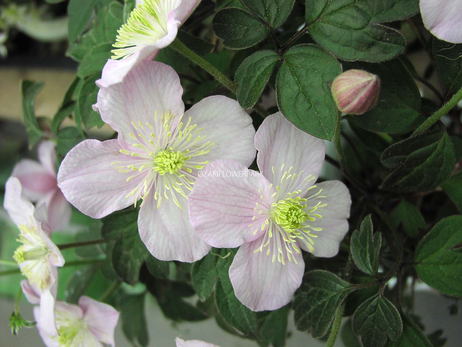 クレマチス モンタナ クリソコマ オザキフラワーパーク
