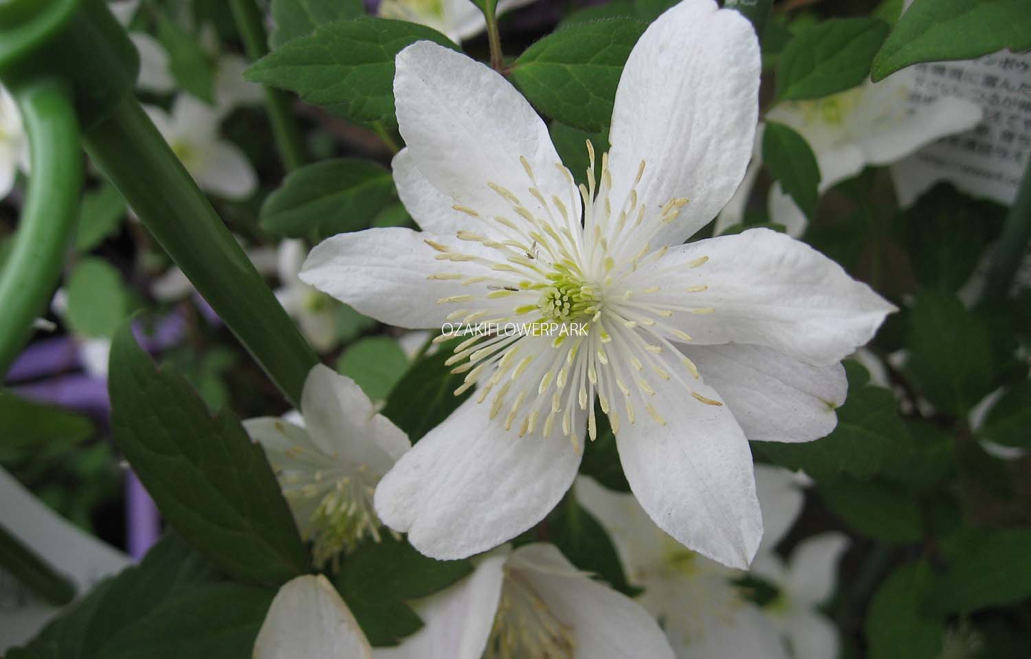 クレマチス モンタナ グランデフローラ オザキフラワーパーク