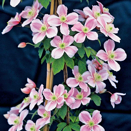 クレマチス モンタナ ピンクパーフェクション オザキフラワーパーク