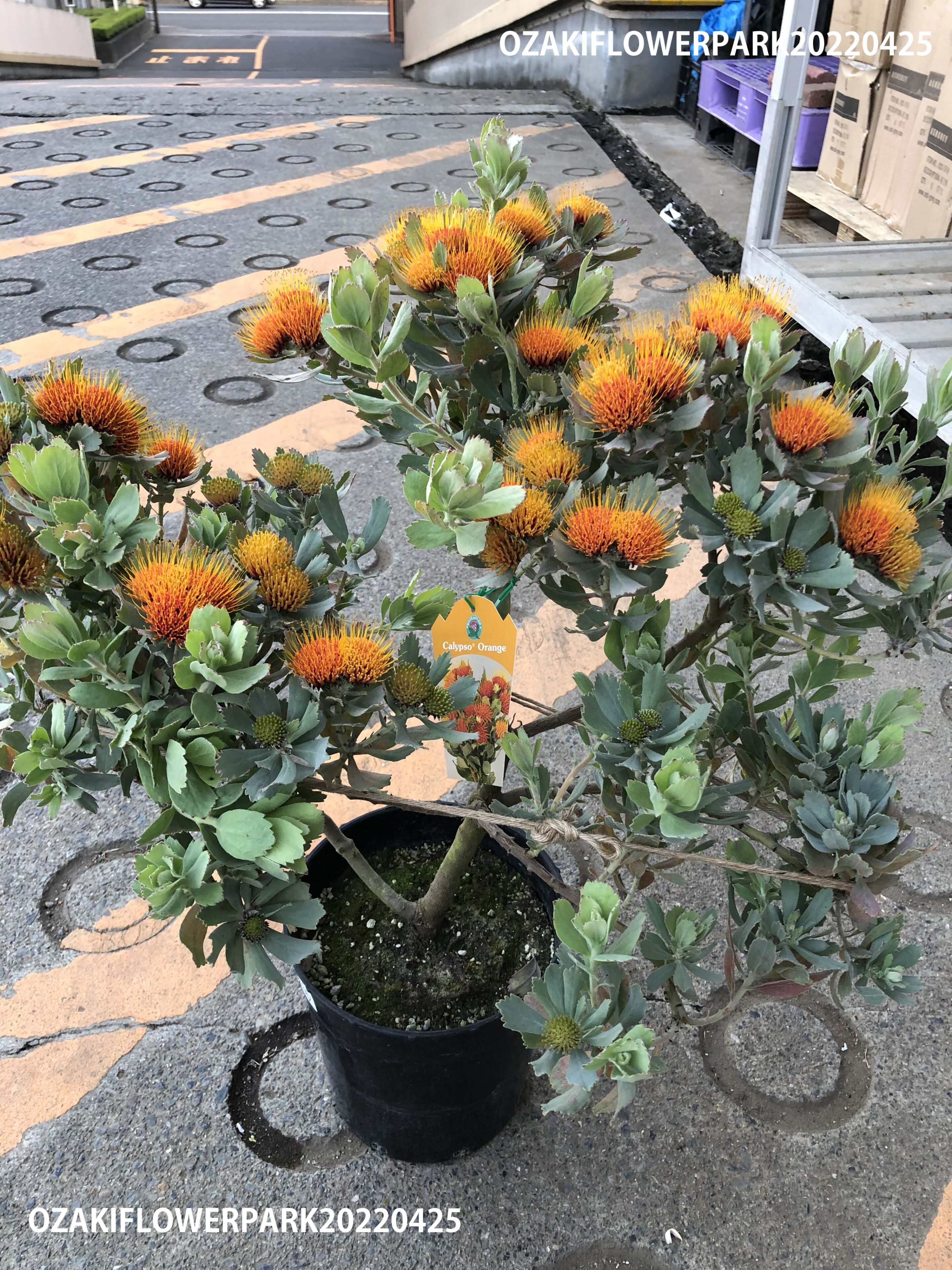 1F|ネイティブプランツ入荷致しました。 | オザキフラワーパーク 