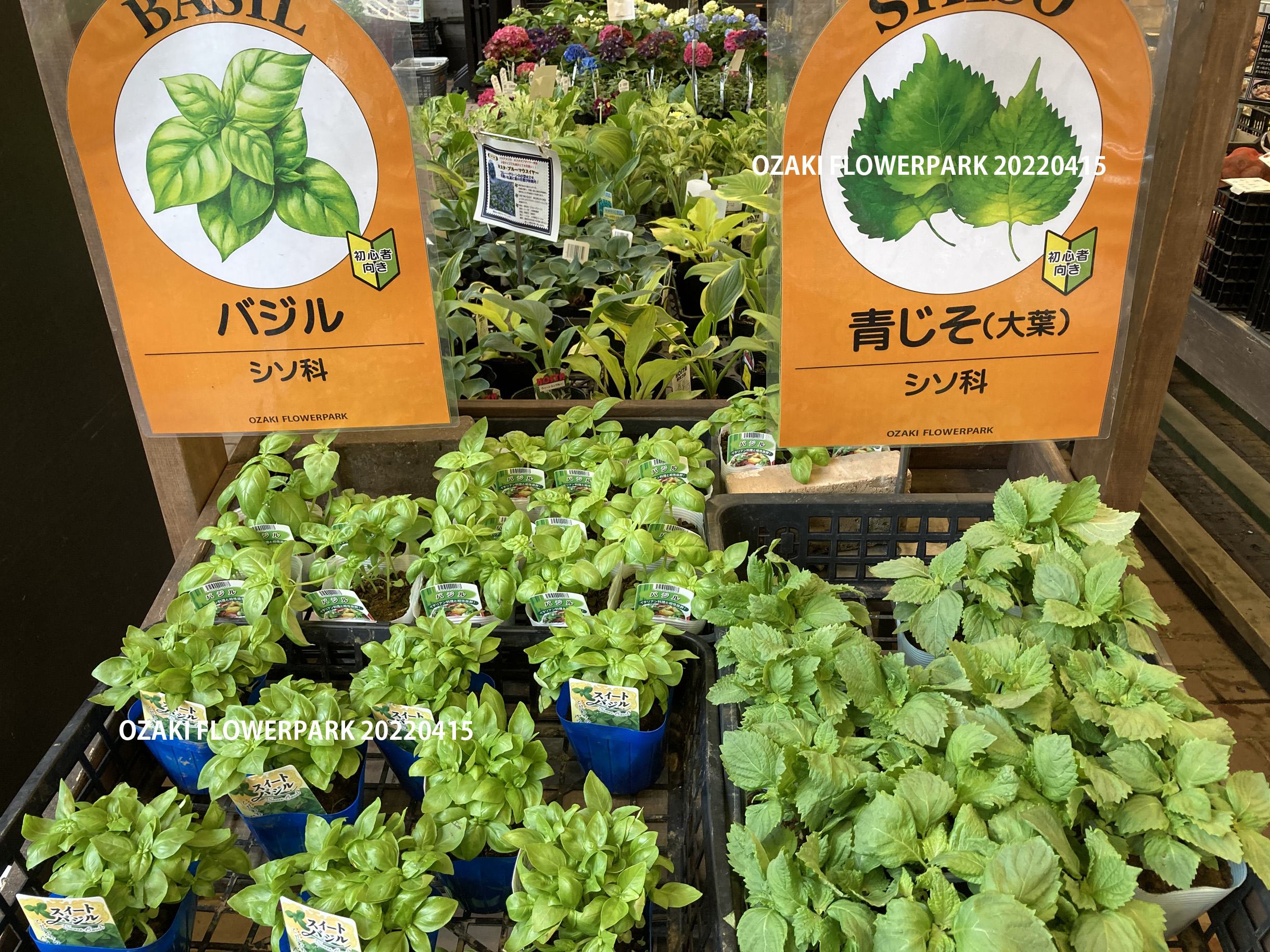 1F| 野菜売り場からのご案内 | オザキフラワーパーク | オザキフラワー