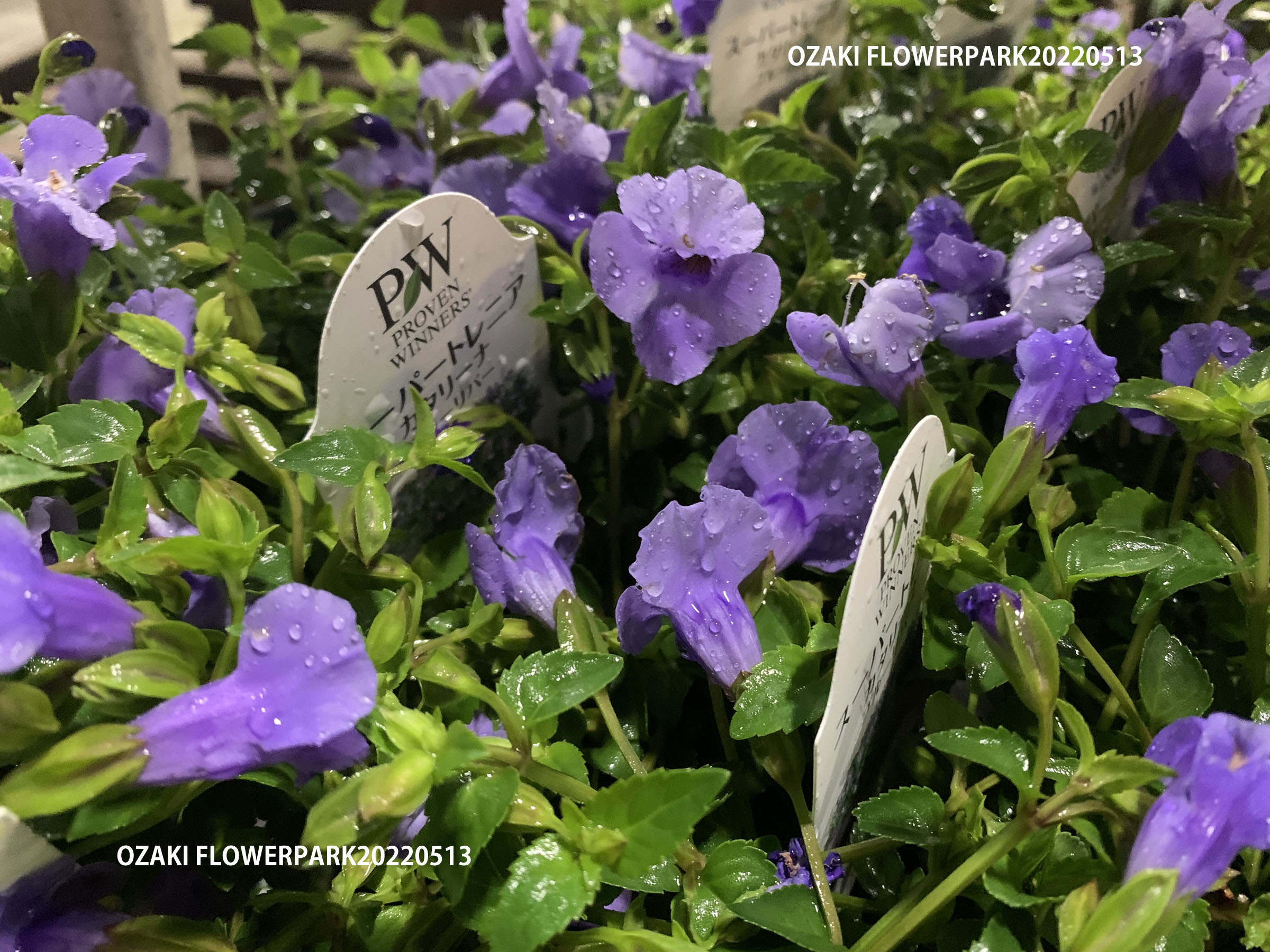 ▽Ec左1017 銘あり 金属製 吊花入 蝙蝠 1F|入荷商品