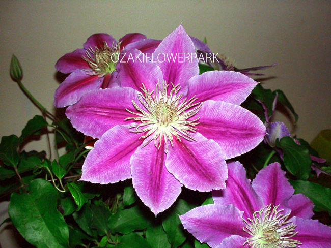 クレマチス ドクターラッペル オザキフラワーパーク