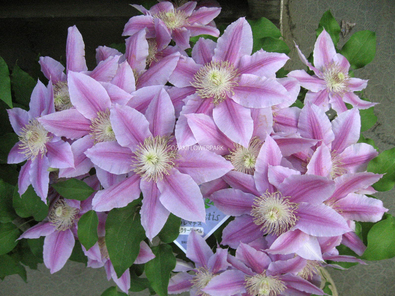 クレマチス ドクターラッペル オザキフラワーパーク