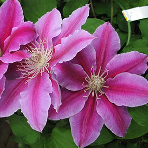 クレマチス ドクターラッペル オザキフラワーパーク