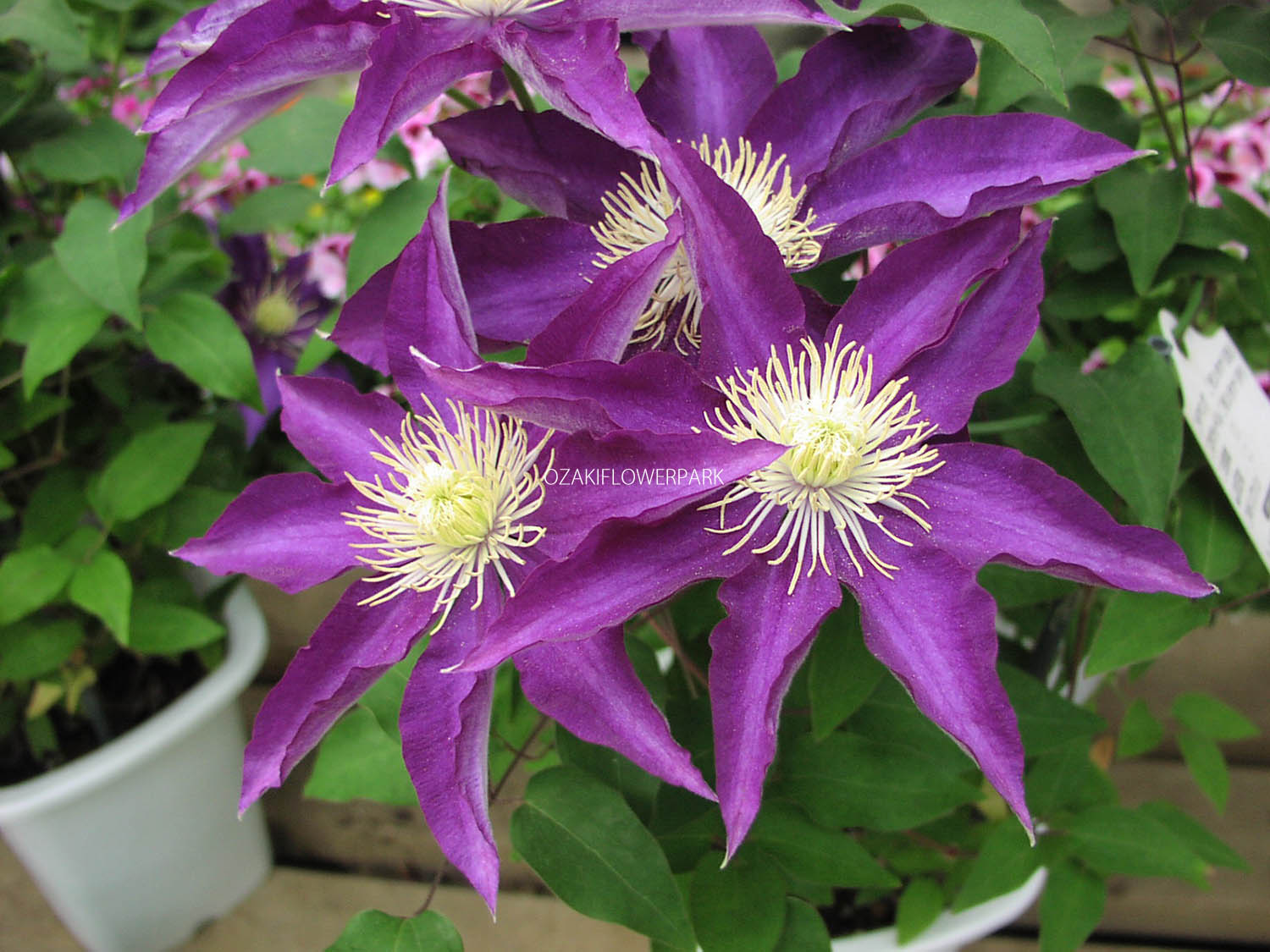 クレマチス はくおうかん 白王冠 オザキフラワーパーク クレマチス はくおうかん 白王冠 オザキフラワーパーク