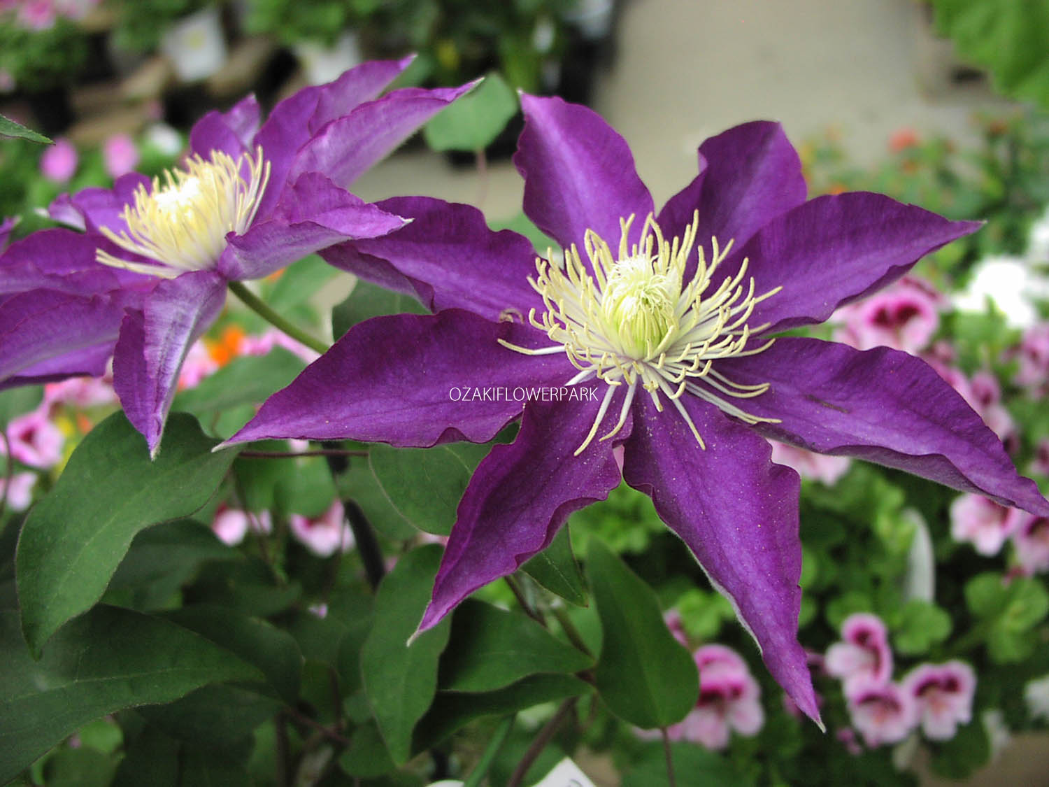 クレマチス はくおうかん 白王冠 オザキフラワーパーク クレマチス はくおうかん 白王冠 オザキフラワーパーク