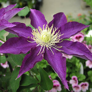 クレマチス はくおうかん 白王冠 オザキフラワーパーク クレマチス はくおうかん 白王冠 オザキフラワーパーク