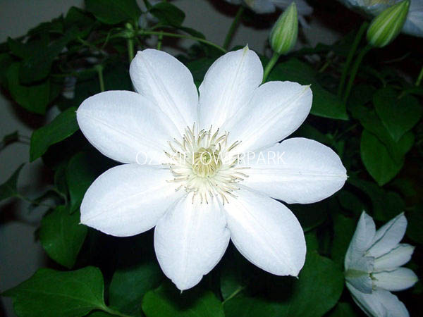 クレマチス しらゆきひめ 白雪姫 オザキフラワーパーク