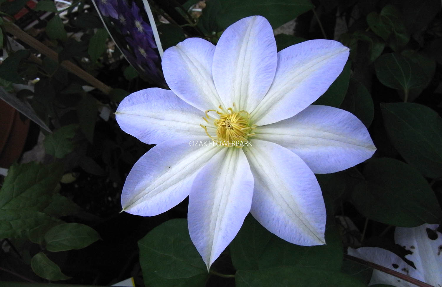 クレマチス ぎんが 銀河 オザキフラワーパーク