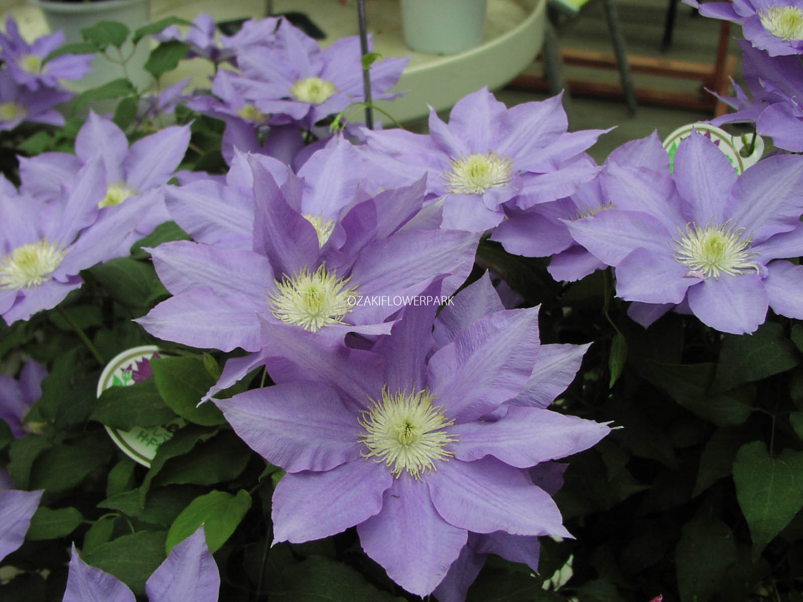 クレマチス H F ヤング オザキフラワーパーク