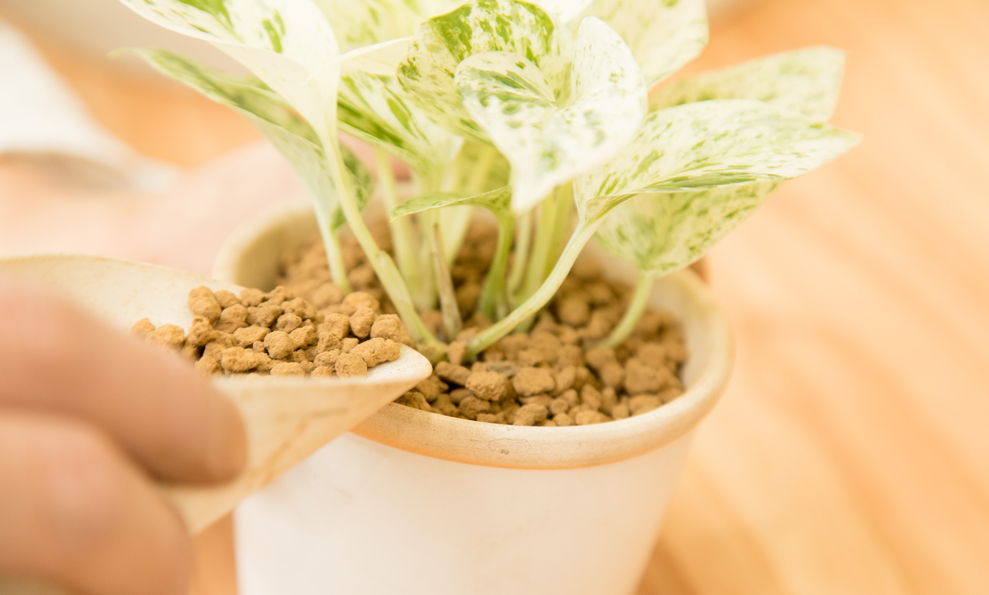 Vol 3 自分で自分の完成品を作ろう オザキフラワーパーク Vol 3 自分で自分の完成品を作ろう オザキフラワーパーク