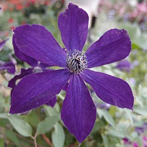 クレマチス アフロディーテ・エレガフミナ 約55㌢インテグリフォリア系 宅急便 クレマチス アフロディーテ・エレガフミナ 約55㌢インテグリ