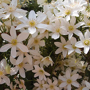 クレマチス カルトマニージョー | オザキフラワーパーク | オザキ