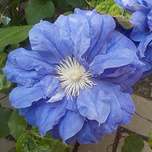 クレマチス キリテカナワ | オザキフラワーパーク | オザキフラワーパーク