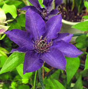 クレマチス ザ・プレジデント | オザキフラワーパーク