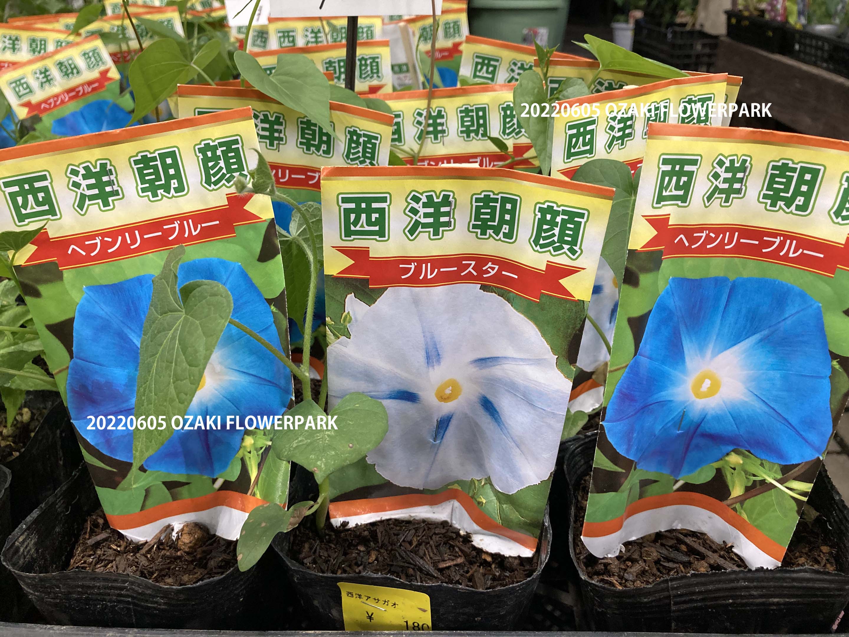 1F| 朝顔など、ツル物植物のご案内 | オザキフラワーパーク | オザキ 