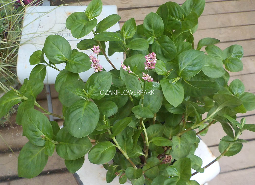 アイ 藍 タデアイ 蓼藍 オザキフラワーパーク