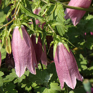 カンパニュラ プンクタータ ホタルブクロ オザキフラワーパーク