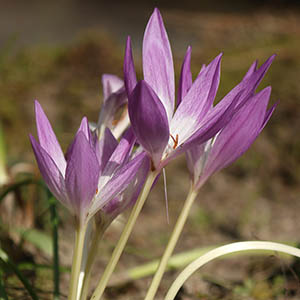 コルチカム オザキフラワーパーク