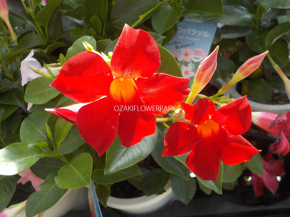 マンデビラ デプラデニア オザキフラワーパーク