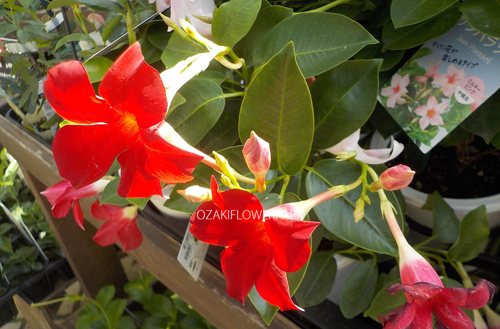 マンデビラ デプラデニア オザキフラワーパーク