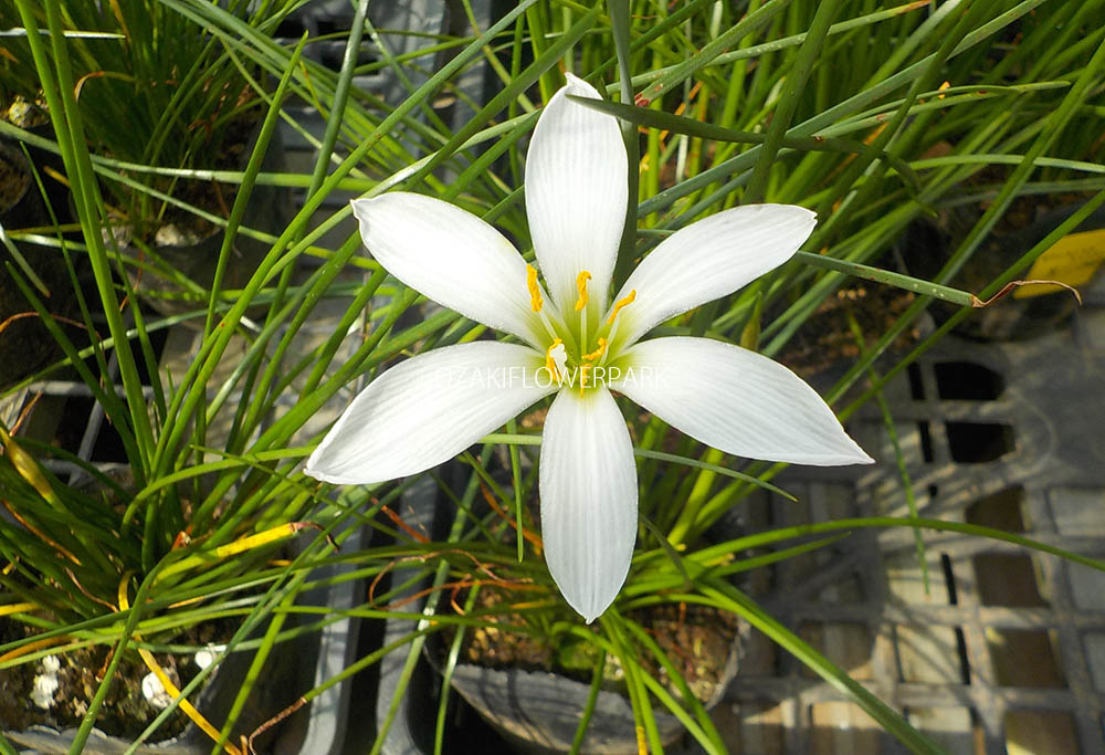 ゼフィランサス たますだれ オザキフラワーパーク