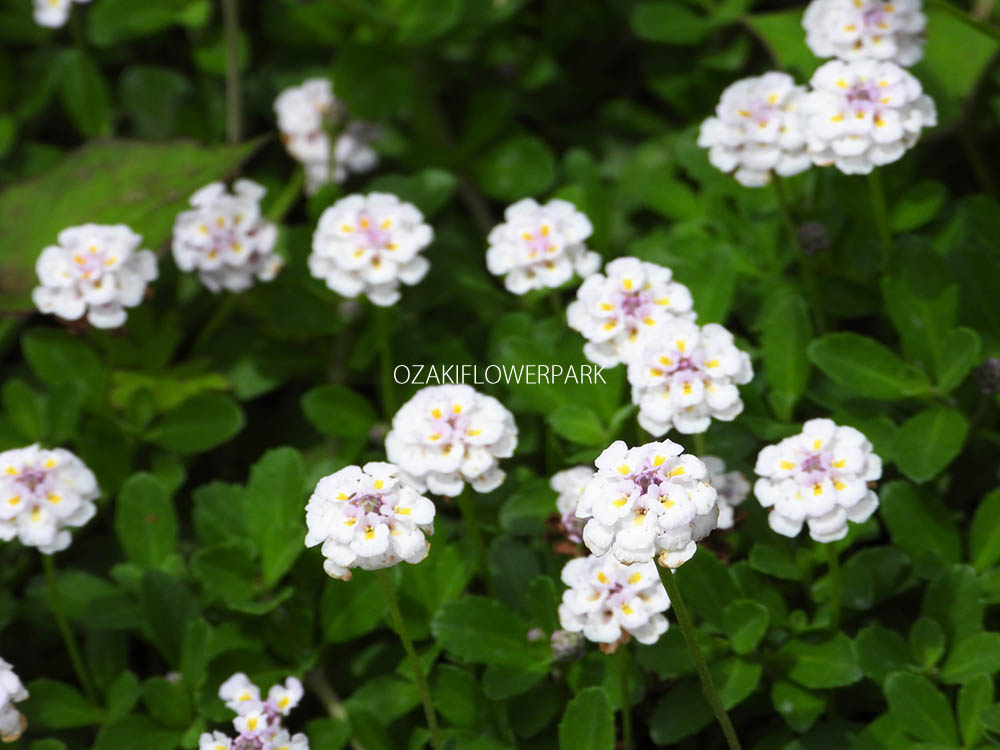 ヒメイワダレソウ リッピア オザキフラワーパーク